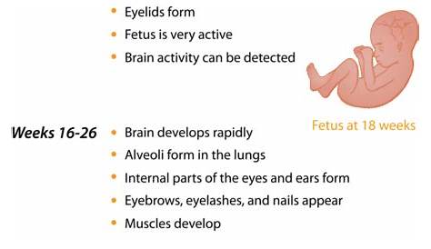 13.66: Fetus Growth and Development - Biology LibreTexts