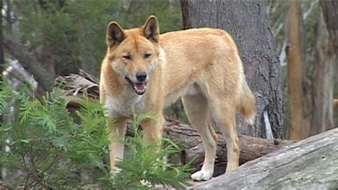 Dingo Wildlife Photos And Info The Wildlife