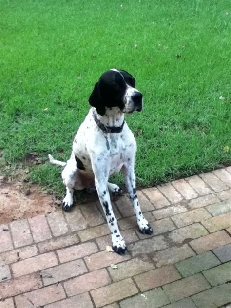 English Pointer Love Theyre Extremely Gentle But Mischievous Dogs