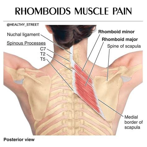 rhomboid minor and rhomboid major levator scapulae and latissimus dorsi muscles didactic board