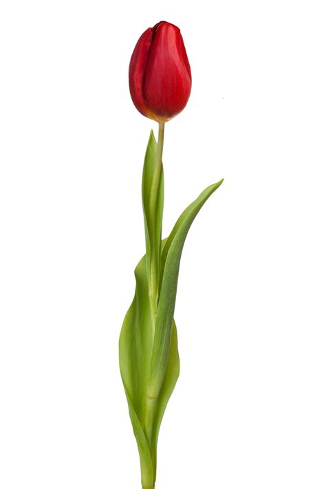 Youll Be Fascinated To Know The Real Meaning Of Red Tulips
