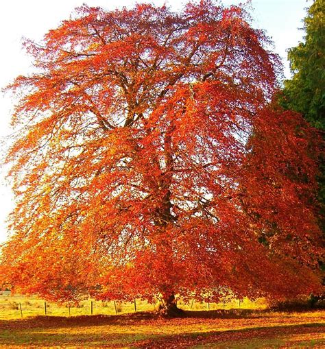 Copper Beech Limbed Up Would Provide A Contrast In Fall And Function