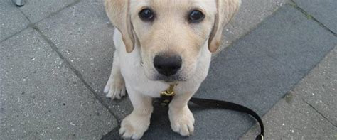 Gratis billeder hvid hundehvalp hvirveldyr labrador retriever hunderace hund som pattedyr rovdyr 3072x2048 902635 gratis billeder pxhere. Labrador retriever Maggie - 2009 - Lys formel 1 tæve. Hun ...