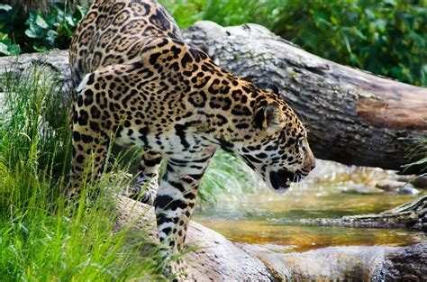🐆 20 Percent More Jaguars In Mexico