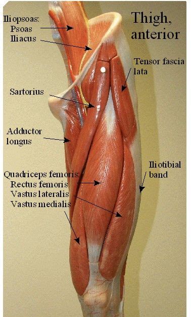 Upper leg, knee, lower leg, ankle, and foot. pictures of a model of muscles of the thigh , leg and foot | Muscle anatomy, Anatomy models ...