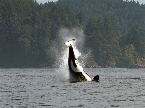 Wild Whales Vancouver 2021 Alles Wat U Moet Weten Voordat Je Gaat