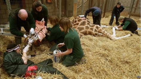 Giraffe Dental Work Is A Tall Order For Blair Drummond Vets Bbc News
