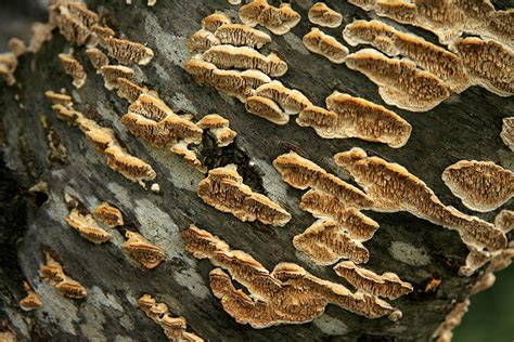In periods of drought, water trees thoroughly. How to Identify Tree Fungus and Prevent a Disaster - The ...