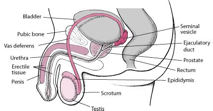 The male reproductive system mainly resides within the pelvis. Structure of the Male Reproductive System - Men's Health ...