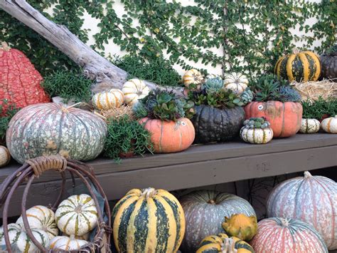 Pumpkins And Gourds Are Arranged On The Shelves