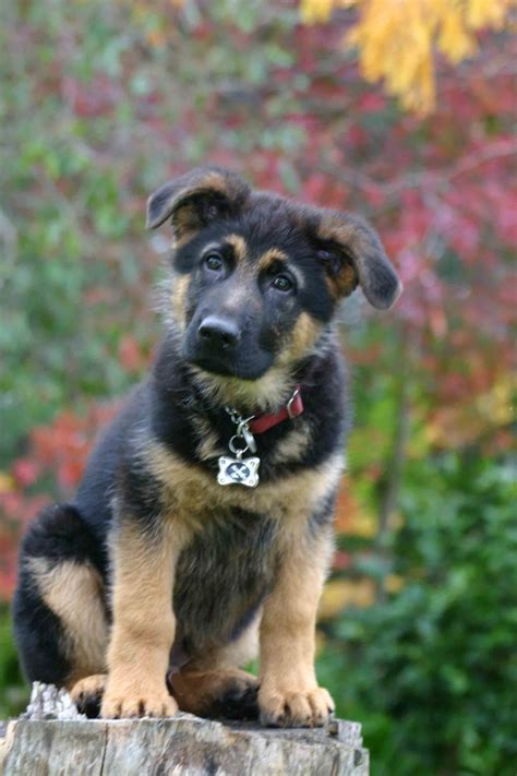 55 Best Photos German Shepherd Puppy Ears Down How To Read A German