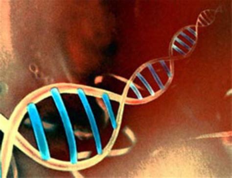 el genoma humano es el descubrimiento de la década actualidad diario la prensa