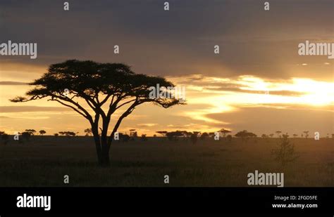 Typical African Golden Sunset With Acacia Tree In Serengeti Tanzania