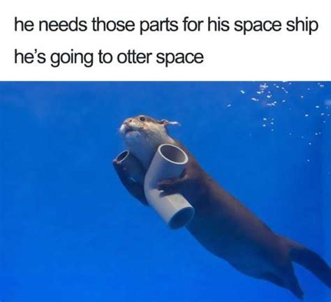 29 Wholesome Animal Memes