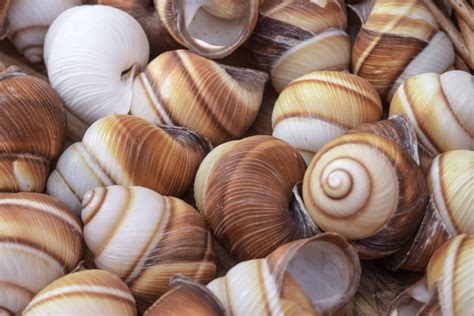 Free Images Food Seafood Close Invertebrate Seashell Clam