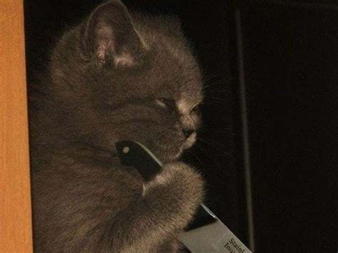 20 Photos That Prove Cats Are Pure Evil Cute Cat Memes Cats Cute