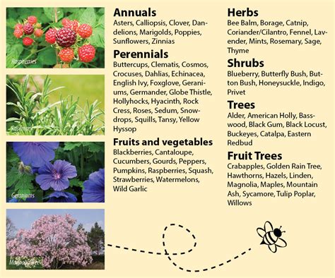 Here are 10 of the best, low allergy flowers for happy bees, complete with a zone map, planting information and ideal growing conditions. Go Bee Friendly | Environment America