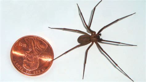 Brown Recluse Spiders Facts Identifications And Pictures