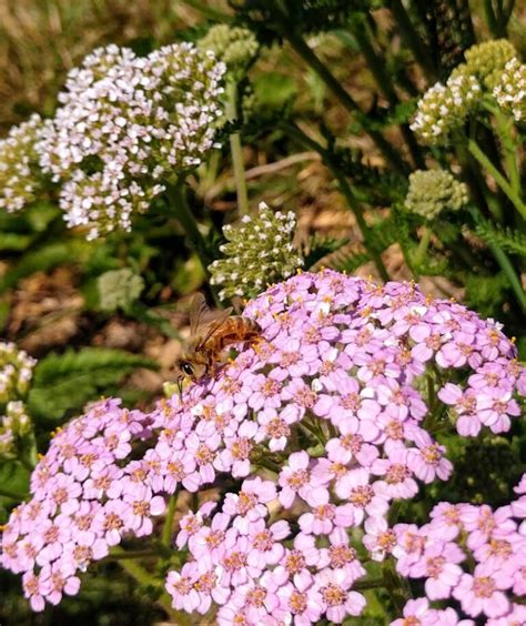 top 10 oregon native plants for pollinators week 1 garden ecology lab