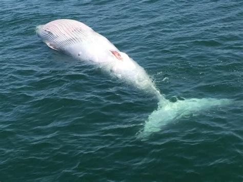 Brydes Whale Found Dead Off Petchaburi Coast Thaiger