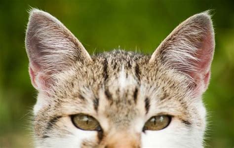 How To Check And Clean Your Cats Ears We Love Cats Forever