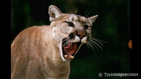 The Eastern Cougar Is Not Extinct Youtube