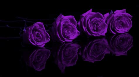 Purple Roses Wallpaper Purple Roses Wallpaper