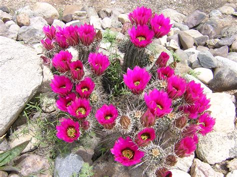 Do the buttons grow in clusters though? CACTUS...An Amazing Plant...!!!! - Virtual University of ...