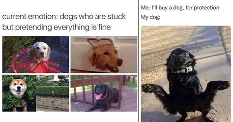 Funniest Canine Memes Of The Week For Canine Connoisseurs Could 11