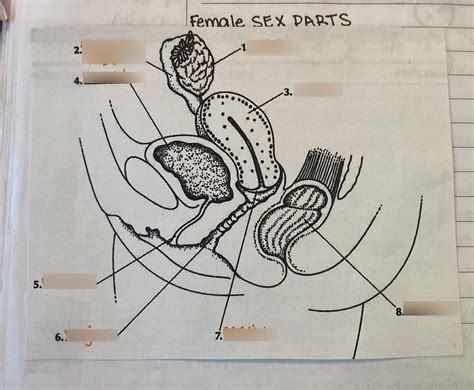 Female Sex Parts Diagram Quizlet