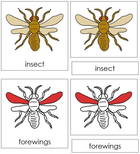 Insect Nomenclature Cards Red Insects Montessori Insect Unit