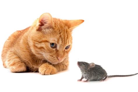 Mi gatito leo soñando que come. Mice and humans: Roommates for more than 15,000 years