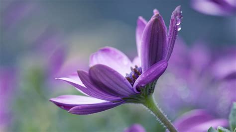 Naturally Purple Flowers