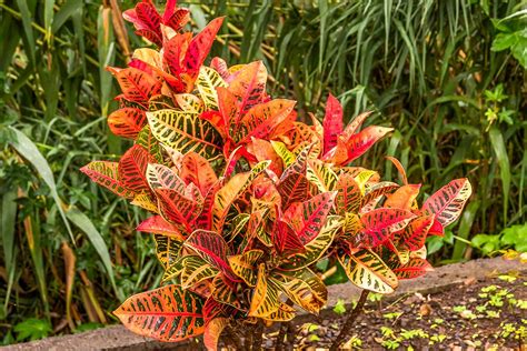How To Grow And Care For A Croton Plant Yellow Plants Yellow Flowers