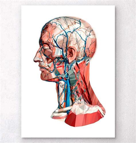 Herz Anatomie I Geometrisch Anatomie Kunst Codex Anatomicus®
