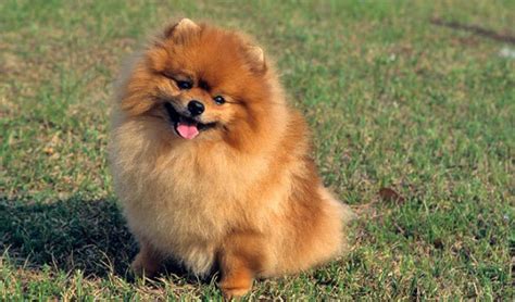 Cute Small Dogs Do You Have A Favorite Cuteness Overflow