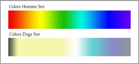 What Colors Do Dog See