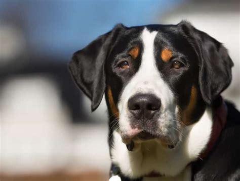Greater Swiss Mountain Dog Temperament Price Puppies And Breeder Tips