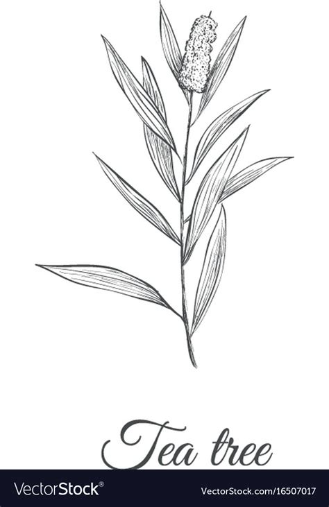 Tea Plant Drawing