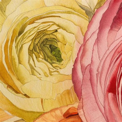 Watercolor Ranunculus By Eleanor Mill Watercolor Painting