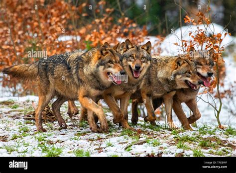 European Gray Wolf Canis Lupus Lupus Pack Of Wolves Four Wolves In