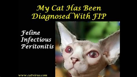 Unfixed cats are at risk of developing testicular cancers, breast. How Long Will My Cat Live With Fip - toxoplasmosis