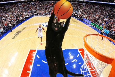 cats cat humor funny lol basketball wallpapers hd desktop  mobile backgrounds
