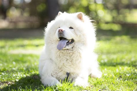 45 Large White Fluffy Dog Breeds L2sanpiero Photos