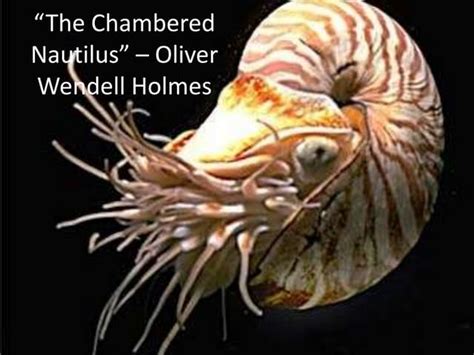 The Chambered Nautilus Ppt