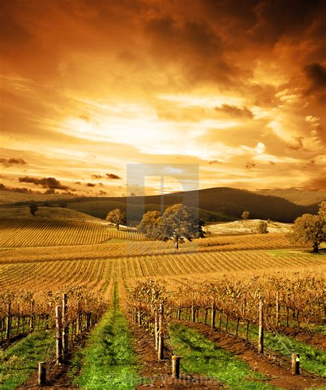 Autumn Sunset Over Vineyard License Download Or Print For £1860