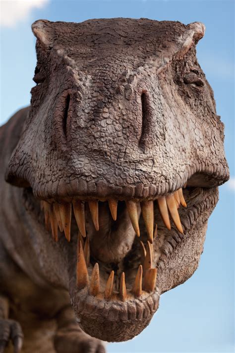 Find the latest rex american resources corporat (rex) stock quote, history, news and other vital information to help you with your stock trading and investing. Tyrannosaurus Rex Free Stock Photo - Public Domain Pictures