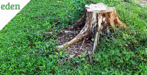 Ways To Remove A Tree Stump Eden Lawn Care And Snow Removal