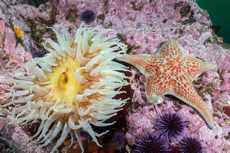 12 Types Of Saltwater Starfish For Aquariums