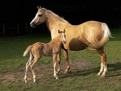 Galería De Imágenes Caballos Alter Real